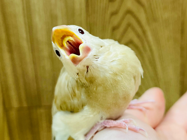 【最新画像更新🪄】柔らかい色に包まれて🫧シナモン文鳥 ヒナ
