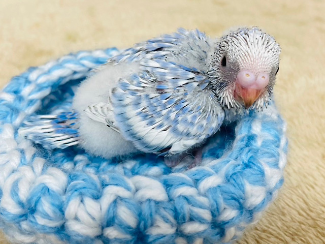 ほんわか🫧甘ったれちゃん♡セキセイインコ(スパングル) ヒナ