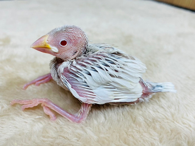 ルビーアイに魅了されちゃう♡シルバーイノ文鳥 ヒナ
