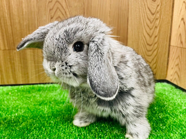 もふっ♡ふわっ♡動くぬいぐるみ🩶ロップイヤーラビット(チンチラ) 男の子