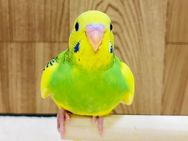 【最新画像・動画更新🪄ひとり餌です！】くりくりおめめに一目惚れ！♡セキセイインコ(パイド) ヒナ