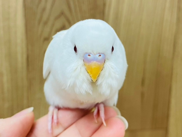 【最新画像更新🪄】好奇心旺盛！わんぱくさんです！セキセイインコ(アルビノ) ヒナ