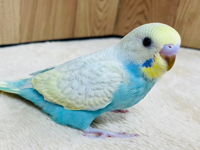 【最新画像更新🪄】おめめキラキラ✨背中の模様もキマってる！！セキセイインコ(パステルレインボースパングル) ヒナ
