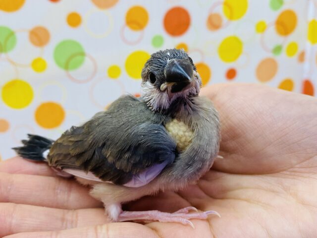 最新画像有り⭐️小さくても立派だぞ‼️ヒナヒナちゃんの桜文鳥🌸
