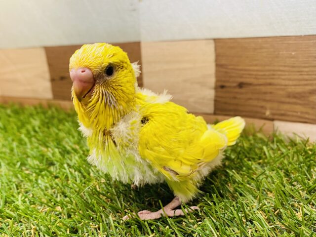 元気を振りまく明るいカラーです💛💚すくすく成長中なジャンボセキセイインコ（スパングル）❗️
