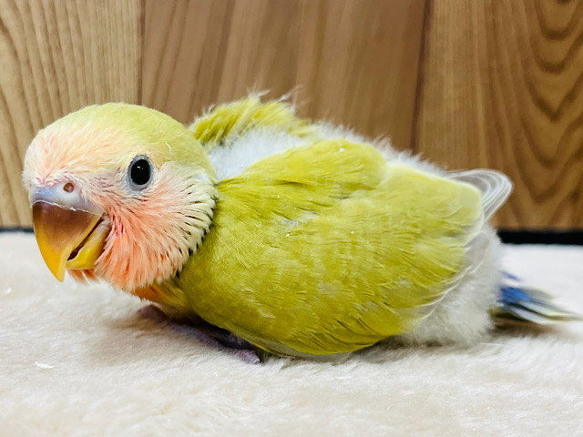 【最新画像更新🪄】ほっこり🍵和菓子みたいな優しいカラー🍡コザクラインコ(シナモン) ヒナ