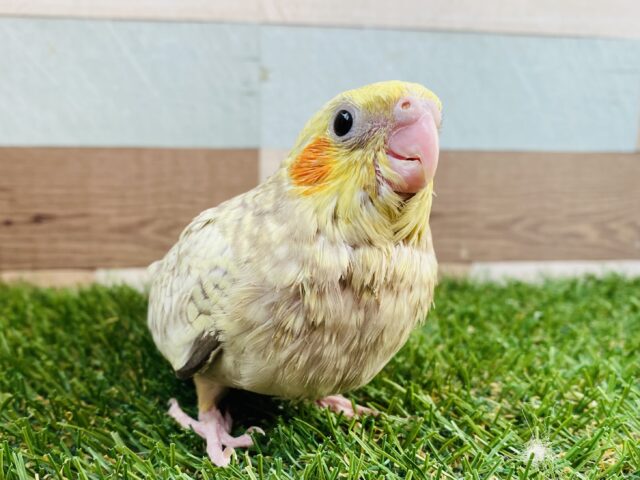 最新画像有り⭐️わたわた〜なヒナさんです❗️これからの成長が楽しみなオカメインコ（シナモンパール）✨