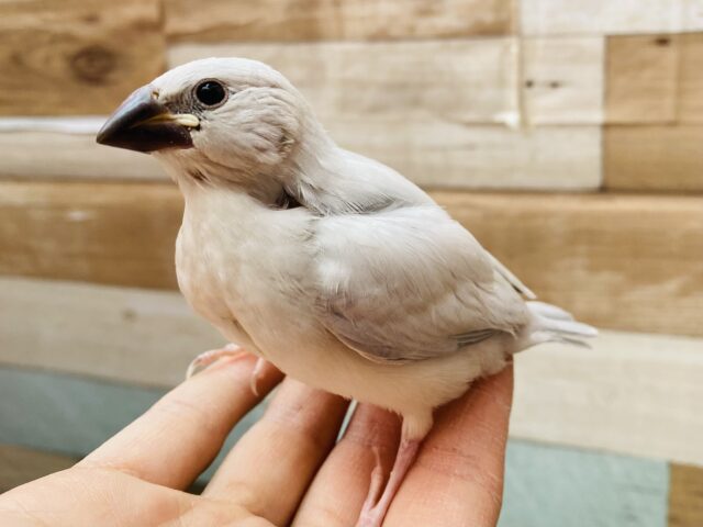 最新画像有り❗️つぶらな瞳にやられちゃいます😍カッコよさ◎シルバー文鳥❗️