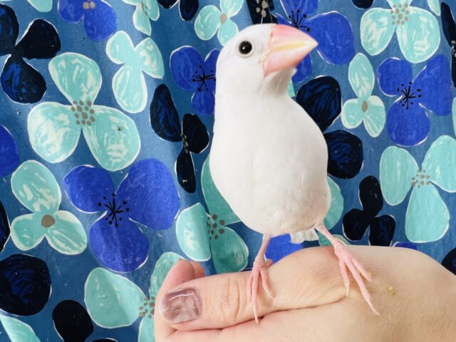 雛餌卒業しました！手乗り白文鳥だよー☆