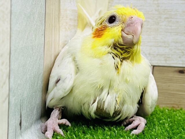 ハゲって言わないで！ちびちびルチノーオカメ人気しました！はー