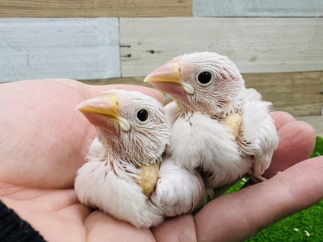 あと1羽❤純白〜♡白文鳥の雛入舎です！