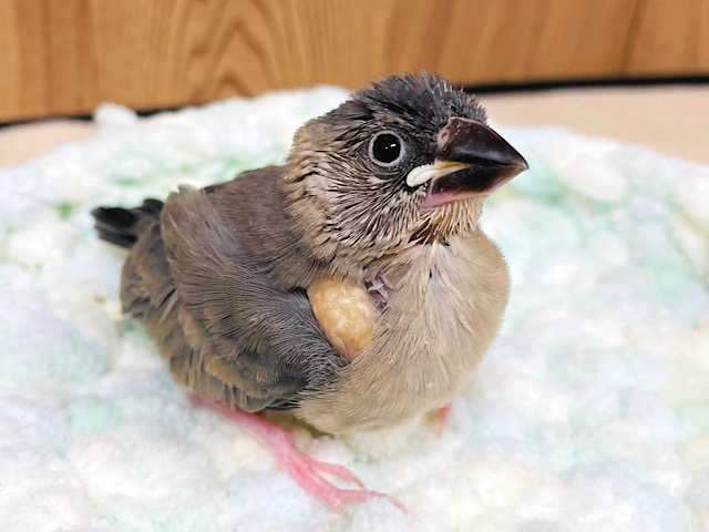 【最新画像更新🪄】暖かいところが好きなんだ♪桜文鳥 ヒナ