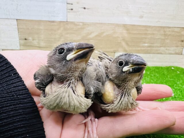 残り1羽❤恐竜みたい♡桜文鳥の雛♡