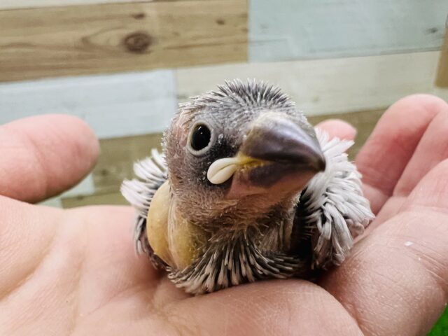 ちびっこ！シルバー文鳥の雛♪