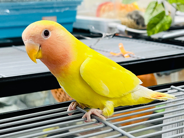 【最新画像更新🪄ひとり餌‪・カゴデビューしました！】元気印のビタミンカラー🍋コザクラインコ(ルチノー) ヒナ