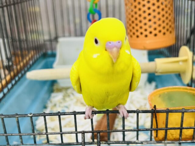 ゴロ寝タイプ♡元気印のビタミンカラー！セキセイインコ（ルチノー）