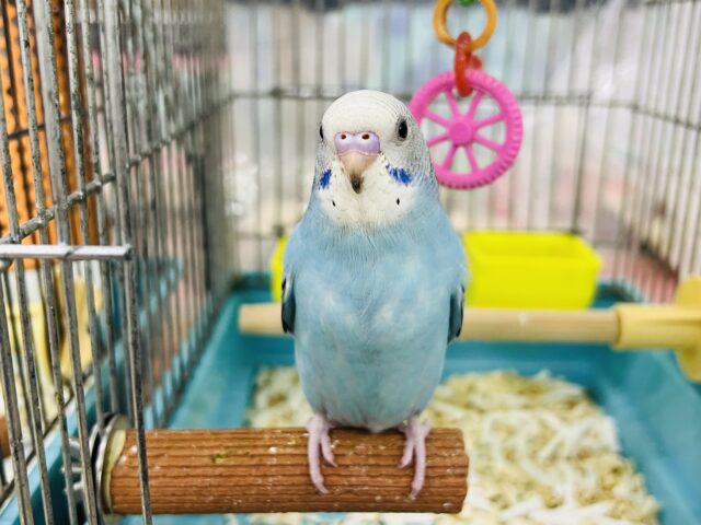 カキカキだーいすき♡セキセイインコ（ブルーオパーリン）