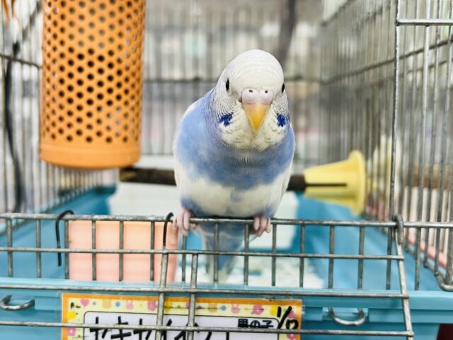 自分が1番☆空色カラーの手乗りセキセイインコ（ブルーパイド）
