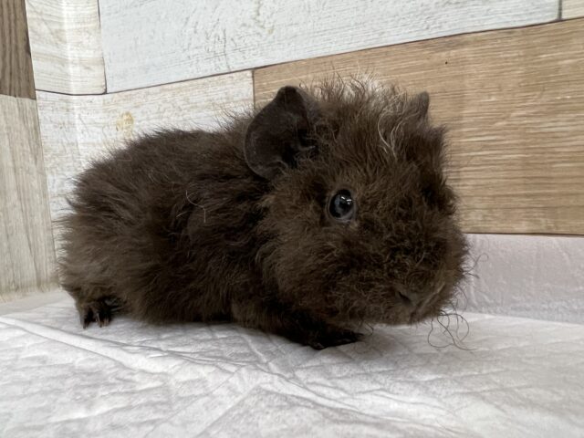 チョコレートカラーだよ♡テディモルモット（女の子）