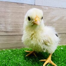 きゅんきゅん♡碁石チャボのぴよぴよ♡