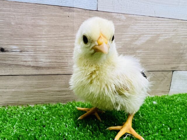 きゅんきゅん♡碁石チャボのぴよぴよ♡