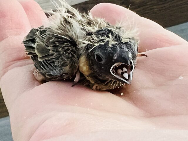 ぱやぱや〜キンカチョウだよ！