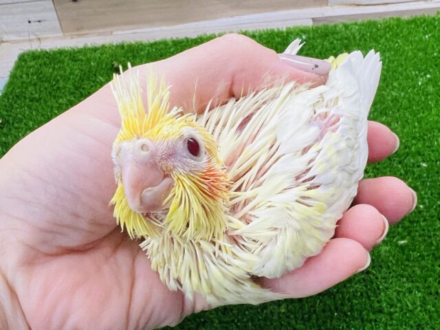よく見て！パール模様を背負ったルチノーオカメインコ♡
