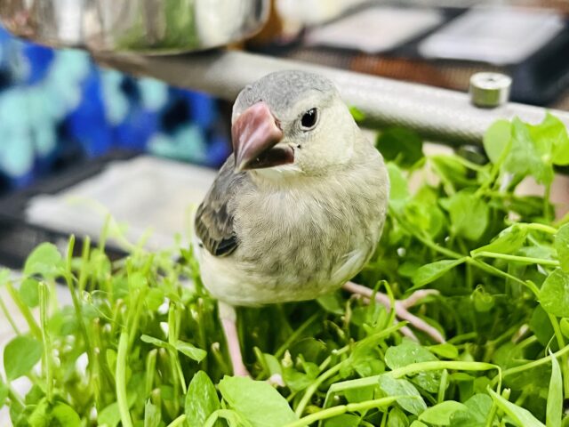 可愛い子に育っています♪桜文鳥〜♡
