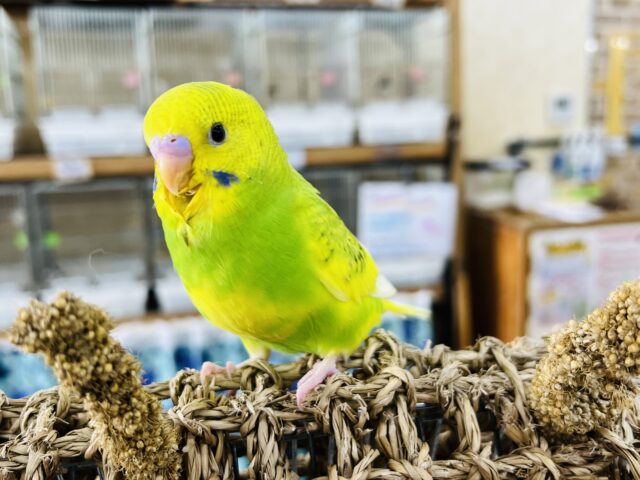 ビッグベイビー♡セキセイインコ（スパングルパイド）