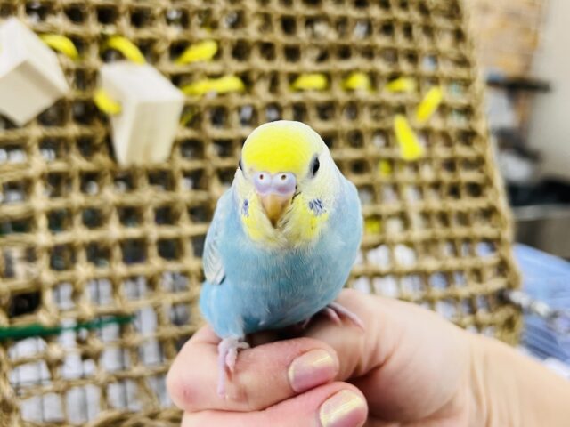 人気の美カラーだよ☆セキセイインコのパステルレインボー