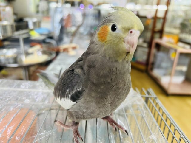 画像更新☆カキカキしてぇ〜♡なオカメインコ(ノーマル)❤