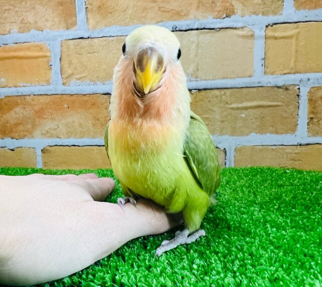 画像更新☆遊ぶの大好き❤コザクラインコのヒナ(シナモン)入荷しました❤