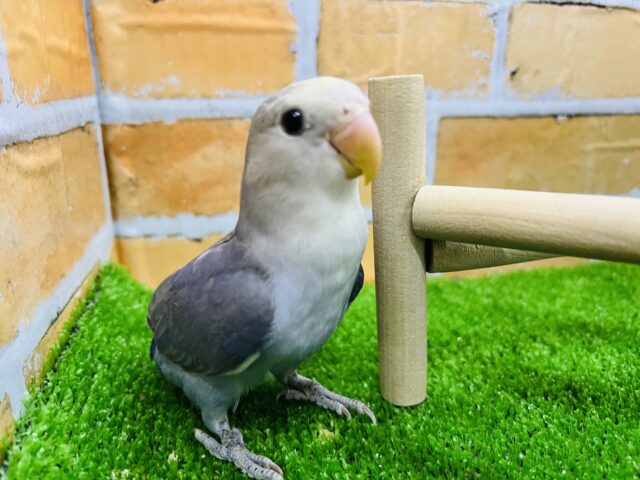 画像更新☆大きなお目目があざといの♡小桜インコ（バイオレットパイド？）