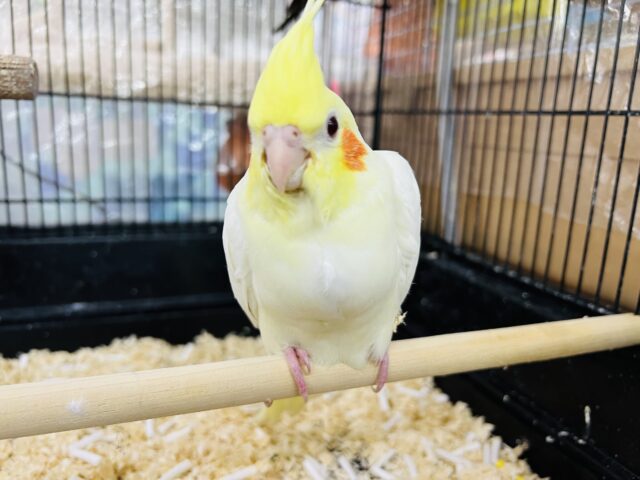 画像更新☆キラキラ成長中〜オカメインコのヒナ(ルチノー)❤