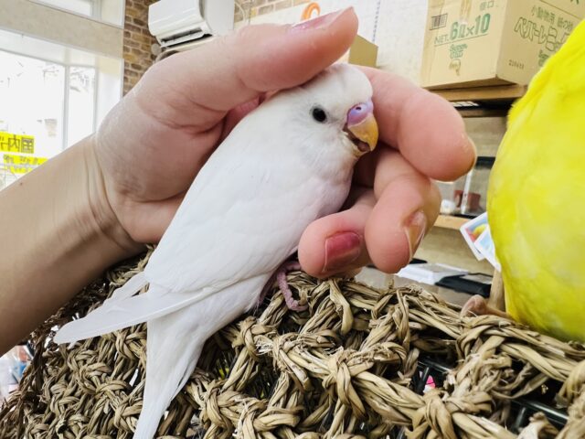 どんどん可愛くなる〜♡友好的な真っ白黒のセキセイインコ