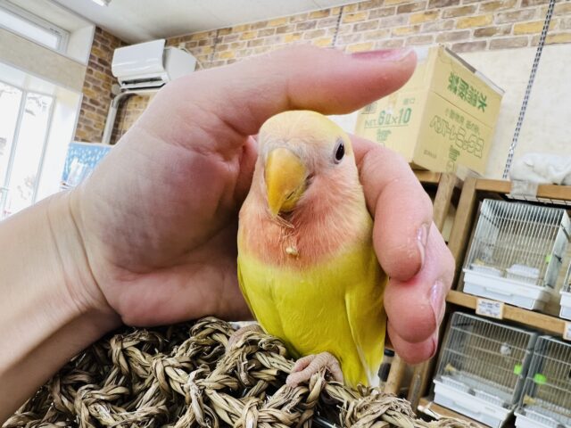 画像更新☆活発❤コザクラインコのヒナ(ルチノー)