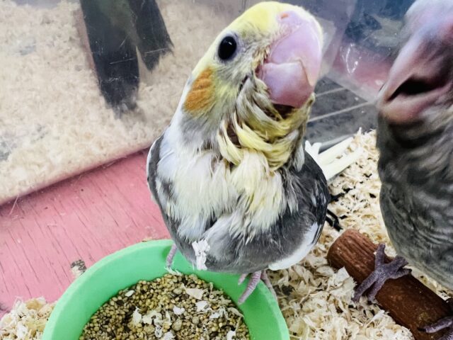 画像更新☆赤ちゃん感がたまらない♡唯一無二のパイドカラー❤オカメインコのヒナ❤