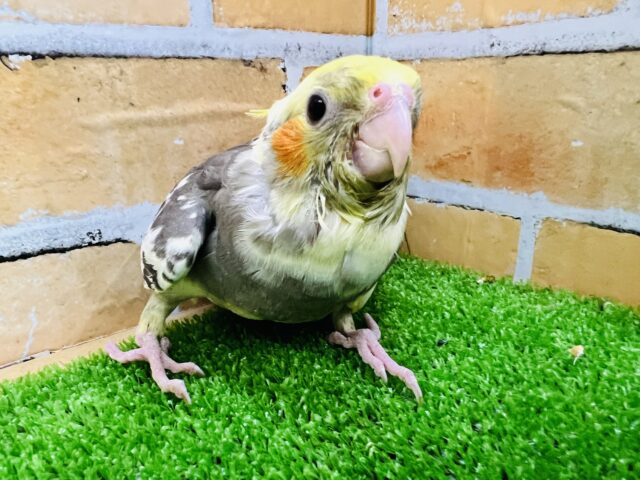 動画更新☆愛嬌ばっちり☆オカメインコ（パイド）