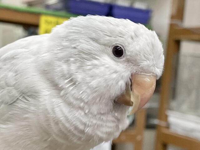 お喋り上手⭐︎オキナインコ　ブルーパイドイノ❄️