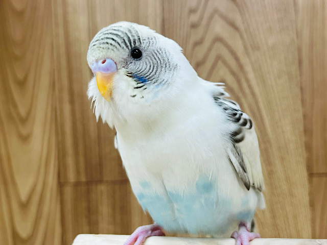 【最新画像・動画更新🪄】カメラ目線はアイドル級♡セキセイインコ(四色ハルクイン) ヒナ