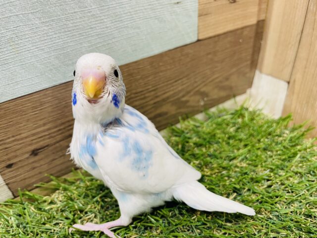 最新画像あります☆一生懸命ご飯を食べます❗️白✖️水色の爽やかなセキセイインコ（パイド）🩵