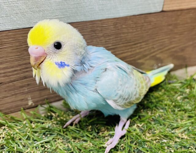 最新画像あります♪鮮やかなこの姿‼️人気カラーのセキセイインコ（パステルレインボー）🩵