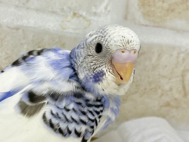 人気カラー🤍🩵セキセイインコ（ブルーパイド）