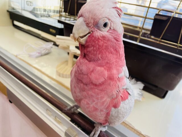 最新画像あります☆美しい桃色が特徴🍑モグモグ食いしん坊のモモイロインコ男の子⭐️