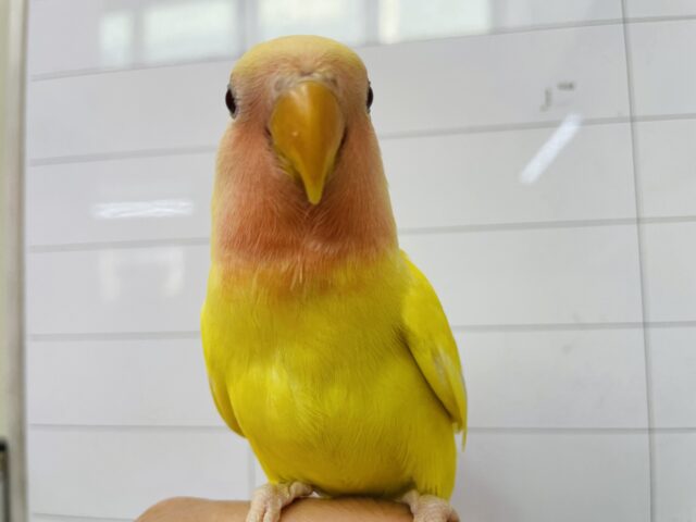 最新画像あります♪ヒナ餌卒業‼️黄色いボディーに赤目がチャームポイント☆コザクラインコのルチノー！