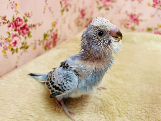 羽が揃ってくるのが楽しみですね🎵セキセイインコのオパーリン！！