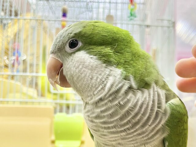 最新画像あり!オキナインコ グリーン💚カキカキ大好き!甘えんぼ〜❤️ 最新画像あり!オキナインコ グリーン💚カキカキ大好き!甘えんぼ〜❤️