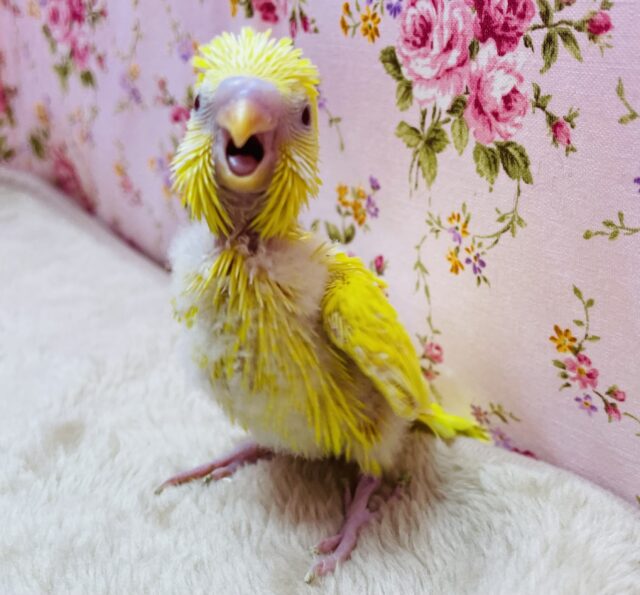 元気いっぱいサンサンイエロー⭐️セキセイインコのルチノー！！