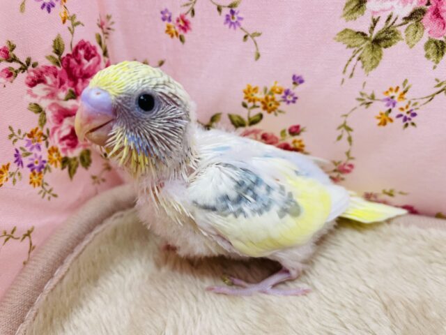 ちょこんと模様の入る綺麗なコ✨セキセイインコのパステルレインボーパイド！！