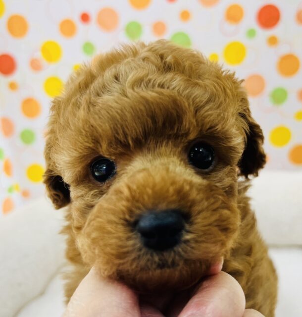 守ってあげなちゃ！プードルくんきました✨